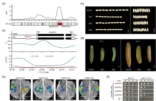 驯化基因协同调控黄瓜种子与果实大小